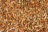 Rotifish Kurutulmuş Gammarus ( Karides ) Kaplumbağa ve Balık Yemi 500 GR - 1