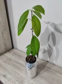 Byr Cam kavanozda hidroponik için pot (Sadece Plastik Aparattır!!!) 3D - 2