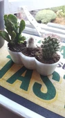 Mini kaktüs ekici (Plastik Aparattır!!!) - 3