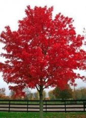 ithal Acer palmatum Atropurpureum Fidanı (60-80 cm) - 5