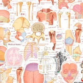 Anatomi Bilgi Çıkartmaları - Rastgele Çıkartma [1] thumbnail 12