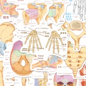 Anatomi Bilgi Çıkartmaları - Rastgele Çıkartma [1] thumbnail 5