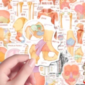 Anatomi Bilgi Çıkartmaları - Rastgele Çıkartma [1] thumbnail 2