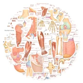 Anatomi Bilgi Çıkartmaları - Rastgele Çıkartma [1] thumbnail 6