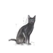 Royal Canin Sterilised 37 Kuru Kedi Maması 4 Kg thumbnail 8