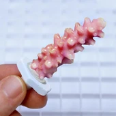 Seachem Coral Plugs 12 Adet - 3