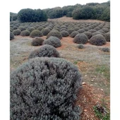 DarkViolet Moru Lavanta Fidanı 3 Adet 30-40 cm (Lavandula Intermedia) thumbnail 3