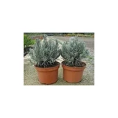 DarkViolet Moru Lavanta Fidanı 3 Adet 30-40 cm (Lavandula Intermedia) thumbnail 2