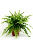 Fujer Aşk Merdiveni Nephrolepsis Exaltata 10-20 cm thumbnail 2