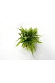 Fujer Aşk Merdiveni Nephrolepsis Exaltata 10-20 cm thumbnail 3