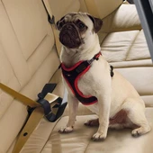 Ferplast Dog Travel Belt Araç Emniyet Kemeri - 2