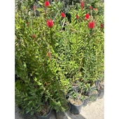 Fırça Çalısı Çiçeği Callistemon Laevis 30-60 cm thumbnail 2