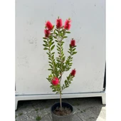 Fırça Çalısı Çiçeği Callistemon Laevis 30-60 cm thumbnail 4