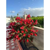 Fırça Çalısı Çiçeği Callistemon Laevis 30-60 cm thumbnail 1