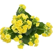 Kalanchoe Çiçeği Fidanı (Kalanşo) Sarı 10-20 cm thumbnail 2