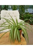 Doğal Hava Temizleyici Kurdele Çiçeği/ Chlorophytum 10-20 cm thumbnail 2