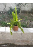 Aşk Merdiveni Fidanı 10-20 cm - 1