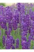 Lavanta Çiçeği Fidanı 10-20 cm thumbnail 2