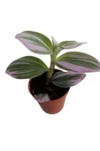 Tradescantia Nonuk Telgraf Çiçeği Fidanı 10-20 cm thumbnail 1