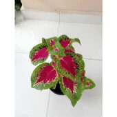 Yaprağı Güzel Yaprak Güzeli Çiçeği Orta Boy Yeşil Kırmızı 10-20 cm thumbnail 1