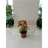 Yaprağı Güzel Yaprak Güzeli Çiçeği Orta Boy Yeşil Kırmızı 10-20 cm thumbnail 3