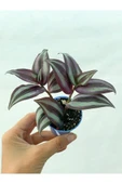 Yeşil Mor Kahve Desen Telgraf Çiçeği Fidanı 10-20 cm - 1