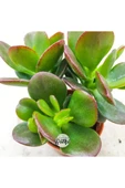 Crassula Ovata Minor Para Çiçeği Fidanı 10-20 cm - 4