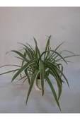 Kurdela Çiçeği Fidanı Comosum 10-20 cm - 1