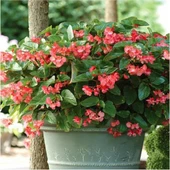 Şeker Begonya Küçük Hanım 3'lü Set Karışık Renk Beyaz Kırmızı Pembe thumbnail 3