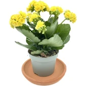 Kalanchoe Çiçeği Fidanı (Kalanşo) Sarı 10-20 cm thumbnail 1