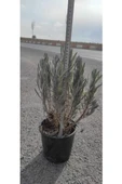 Lavanta Çiçeği Fidanı 10-20 cm thumbnail 1