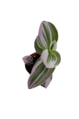 Tradescantia Nonuk Telgraf Çiçeği Fidanı 10-20 cm thumbnail 4