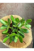 Crassula Ovata Para Çiçeği Para Çiçeği Yerli Üretim 10-20 cm thumbnail 2