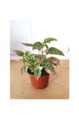 Fittonia Hypoestes Bitkisi Fidanı Yeşil Beyaz 10-20 cm thumbnail 1