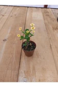Sarı Kırmızı Japon Iğnesi Dikenler Tacı Euphorbia Milii 10-20 cm thumbnail 1