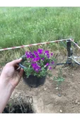 Acem Halısı Çiçeği Fidanı 10-20 cm thumbnail 1