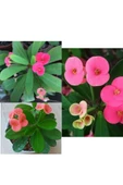Pembe Japon Iğnesi Dikenler Tacı Euphorbia Milii 10-20 cm thumbnail 2