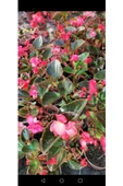 Begonya Çiçeği Fidanı 10-20 cm Pembe - 4