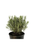 Lavandula Angustifolia Çiçeği Fidanı 10-20 cm thumbnail 2