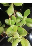 Para Ağacı Çiçeği Crassula Ovata Fidanı 10-20 cm - 2