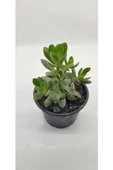 Crassula Ovata Para Çiçeği Fidanı 10-20 cm thumbnail 2