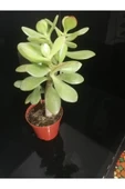 Para Ağacı Çiçeği Crassula Ovata Fidanı 10-20 cm - 4