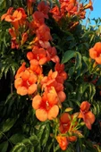 Trumpet Creeper Acem Borusu Campsis Radicans Turuncu 30-60 cm thumbnail 1