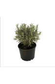 Lavandula Angustifolia Çiçeği Fidanı 10-20 cm thumbnail 1