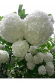 Kartopu Çiçeği (Viburnum Fidesi Fidanı 30-60 cm thumbnail 1