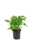 Pelargonium Odoratissimum Itır Bitkisi Gül Damlası Fidanı 10-20 cm thumbnail 1