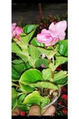 Begonya Çiçeği Fidanı 10-20 cm Pembe - 3