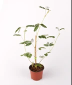 Küstüm Çiçeği Mimosa Pudica Fidanı 10-20 cm - 2