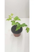 Kartopu Çiçeği (Viburnum Fidesi Fidanı 30-60 cm thumbnail 3