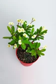 3' Lü Dikenler Tacı Çiçeği Euphorbia Milli Dikenler Tacı 10-20 cm thumbnail 4
